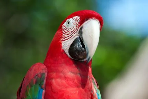 Red macaw perched on a tree Stock Photos
