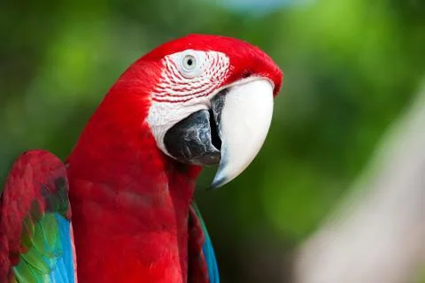 Red macaw perched on a tree Stock Photos