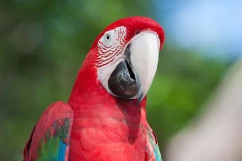 Red macaw perched on a tree Stock Photos