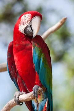 Red macaw perched on a tree Stock Photos
