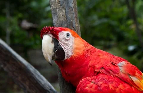 Red macaw Stock Photos