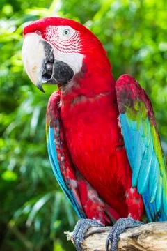 Red macaw Stock Photos
