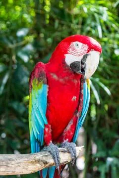 Red macaw Stock Photos