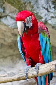 Red macaw Stock Photos
