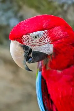 Red macaw Stock Photos