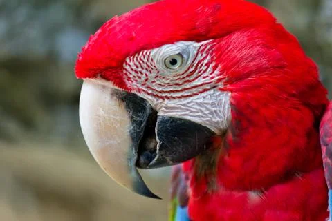 Red macaw Stock Photos
