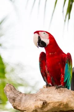 Red macaw Stock Photos