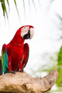 Red macaw Stock Photos
