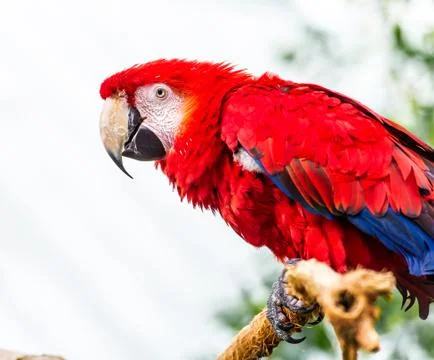 Red Macaw Stock Photos