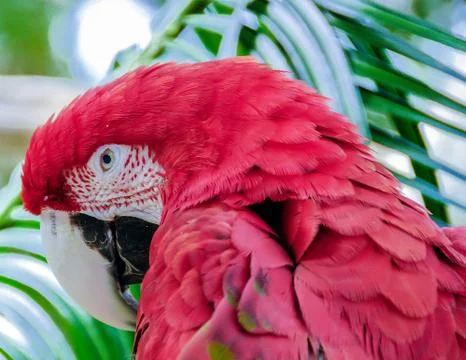 Red Macaw Stock Photos