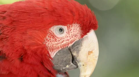 Red macaw portrait with blurred background Video stock 43107010