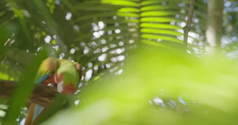 Red Macaw Slow Motion Stock Footage 278278992