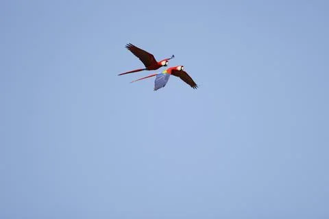 Red Macaws Flying Against Clear Blue Sky Stock Photos