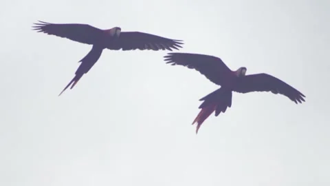 Red Macaws Flying Video stock 312820027