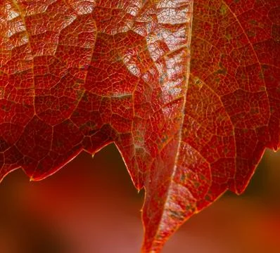 Red macro leaf in autumn background. Free space, borders. Leaves texture of Stock Photos