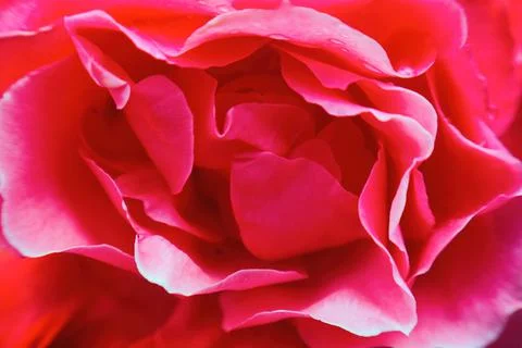 Red macro texture of flowers for background Foto stock