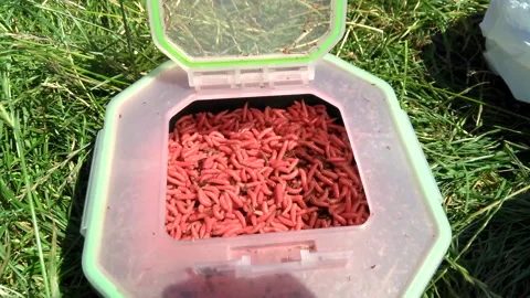 Lots of Red Grubs, Fly Grubs, Fishing Bait Stock Photo - Image of