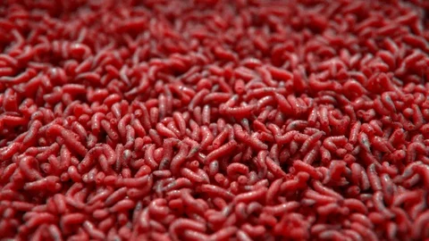 Red maggots of a fly in a white box. for fishing bait Stock Footage 91700583