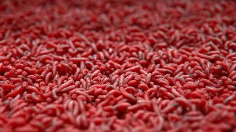 Red maggots of a fly in a white box. for fishing bait Stock Footage
