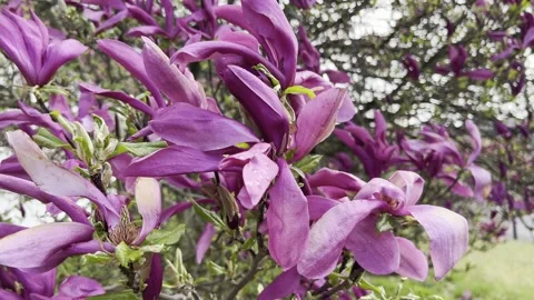 Red magnolia tree is blooming Stock Footage 219622191