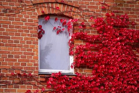 Red maiden grapes with three points twine around the facade of a brick house Stock Photos