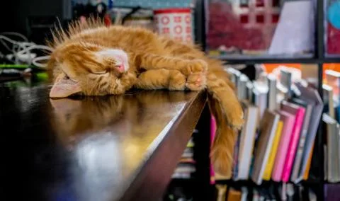 Red Main Coon kitten Stock Photos