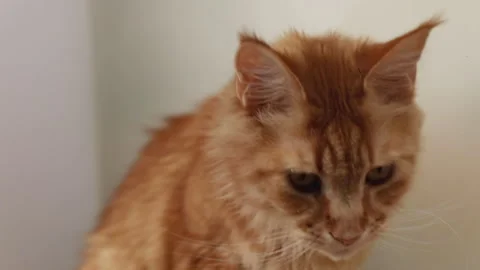 Red maine coon cat close-up sitting, looking at the camera, slow motion Stock Footage 154080360