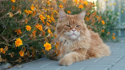A red Maine Coon cat lying in an autumn garden. Stock Footage 290007791