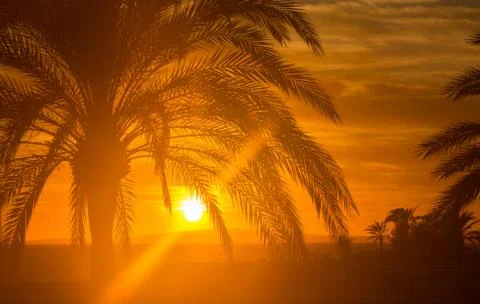 Red Majorca sunset with palm tree Stock Photos