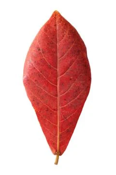Red malabar leaf isolated on white background Stock Photos