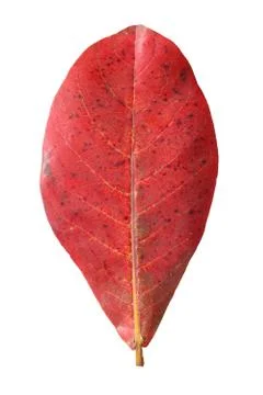 Red malabar leaf isolated on white background Foto stock