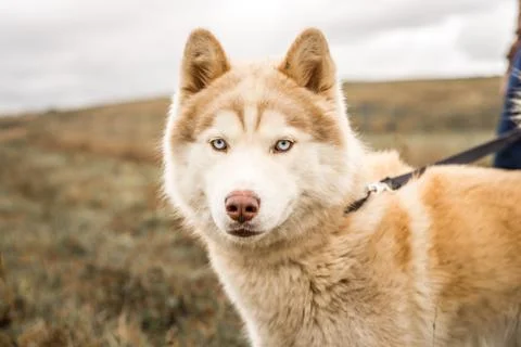 Red malamute dog looking at the camera at an animal shelter Stock Photos