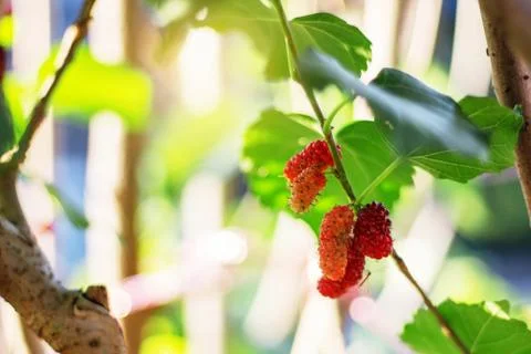 Red malberry on tree. Stock Photos