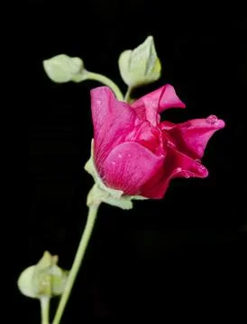 Red malva on a black Stock Photos