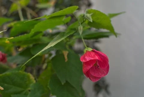Red malva flower Stock Photos