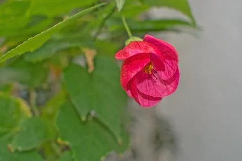 Red malva flower Stock Photos