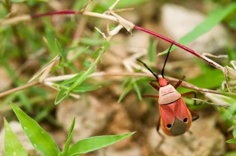 The red man-faced bug or catacanthus incar natus drury Stock Photos