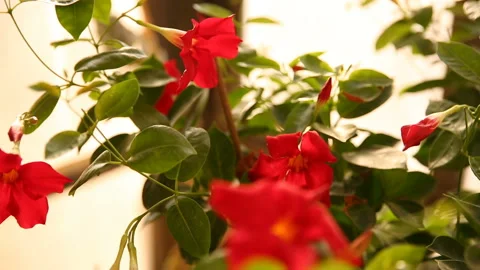 Red mandevilla flowers Video stock 96740100