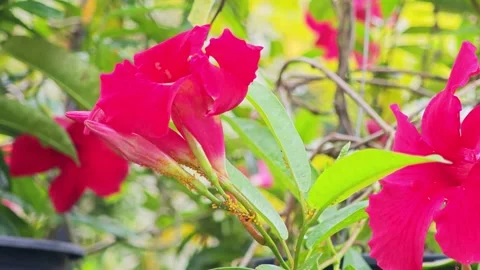 Red Mandevilla Flowers with Yellow Aphids on Bud Stems. Stock Footage 340048056