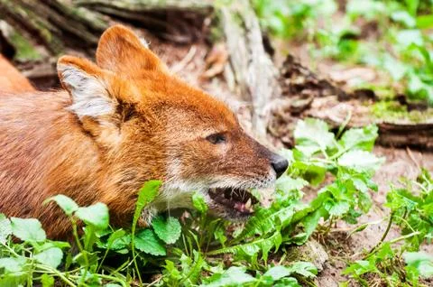Red maned wolf 스톡 사진