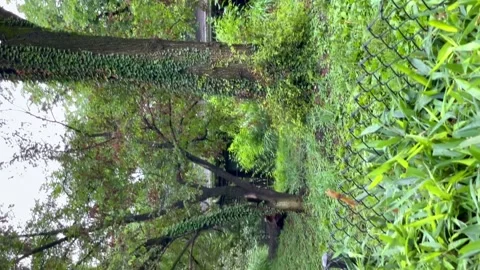 Red maned wolf walking in the zoo. Vertical video Stock Footage 168601165