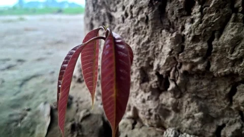 Red Mango Sprout Leaves Sprouting From Ground Stock Footage 341960791
