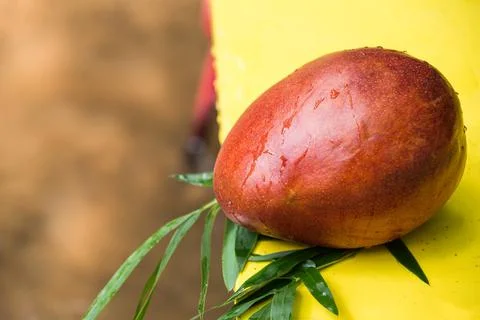 Red mango on table, vegetarian concept Photos