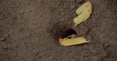 Red Mangrove crab grabs leaf and take it into hole Stock Footage 304433404