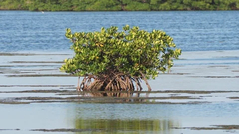 Red Mangrove Estuary Stock Footage 107435637