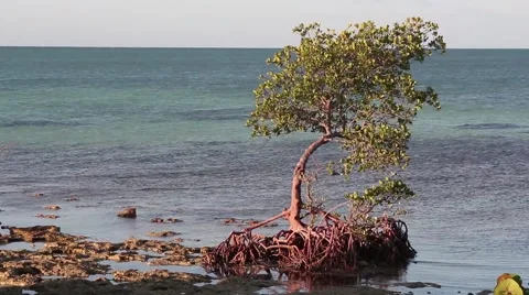 Red Mangrove Stock Footage 62894357