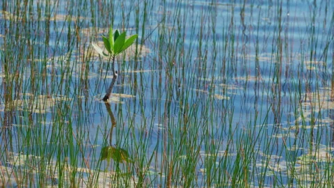 RED MANGROVE Stock Footage 273191854