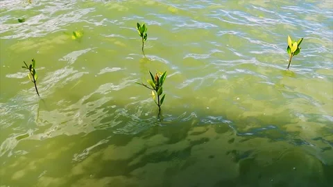 Red mangrove or Rhizophora mangle tree seedlings at a conservation area Stock Footage 141586491