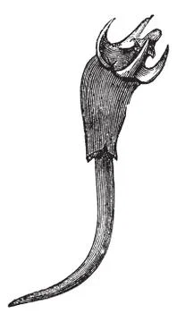 Red mangrove or Rhizophora mangle vintage engraving Stock Illustration