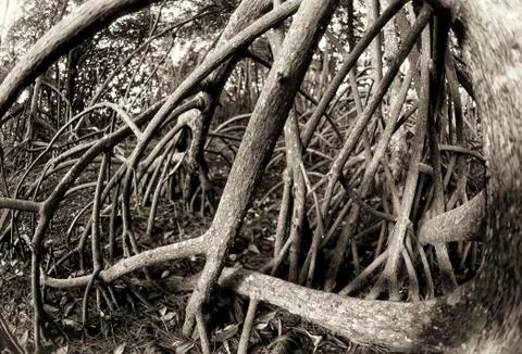 Red mangrove Stock Photos